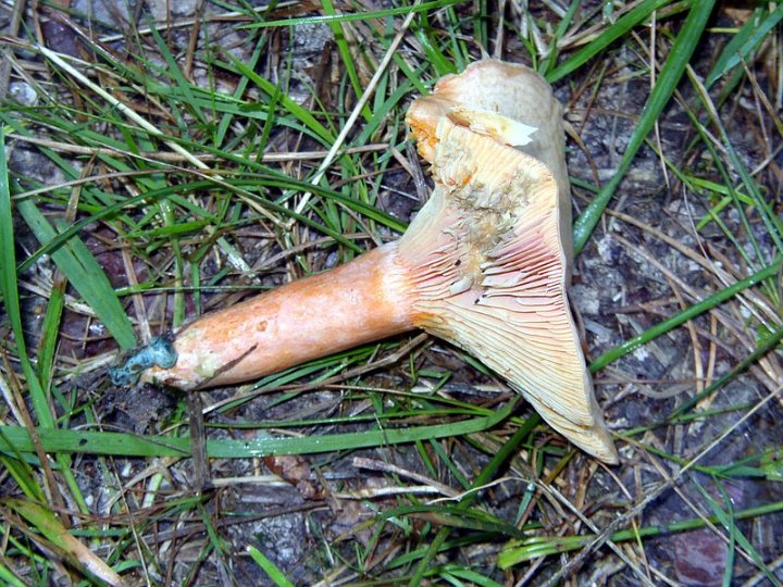 Lactaire délicieux   Lactarius deliciosus